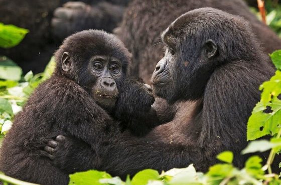 3-Day Private Guided Gorilla Trekking In Uganda