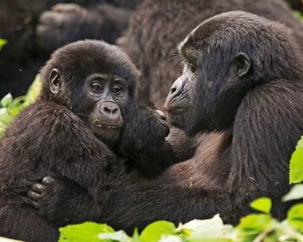 3-Day Private Guided Gorilla Trekking In Uganda