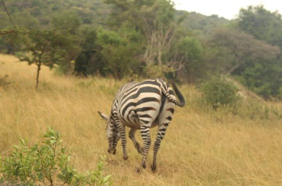 2 Day Lake Mburo National park wildlife Safari