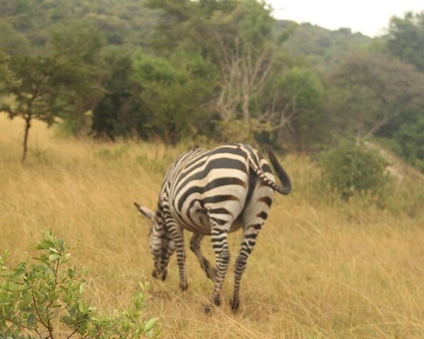 2 Day Lake Mburo National park wildlife Safari