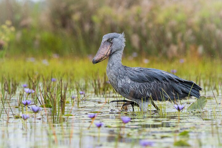 The Shoebill Stork