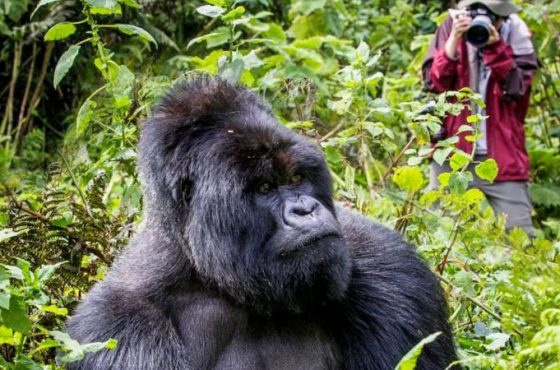 The Ultimate Guide to Gorilla Trekking in Uganda (2025): Permits, Cost & Best Time to Visit