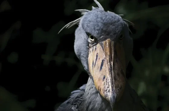The Shoebill Stork – Uganda’s Prehistoric Treasure