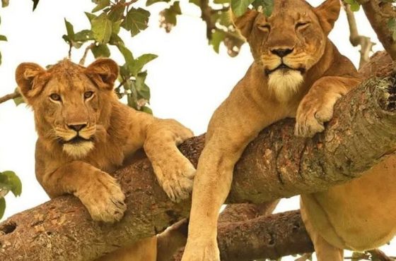 3 days Queen Elizabeth National Park Uganda Safari