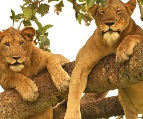 3 days Queen Elizabeth National Park Uganda Safari