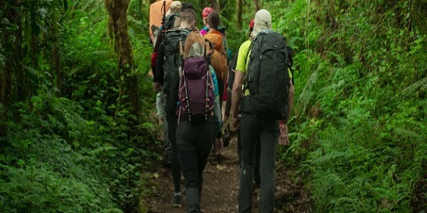 The Ultimate Guide to Gorilla Trekking in Uganda: Costs, Permits & Preparation